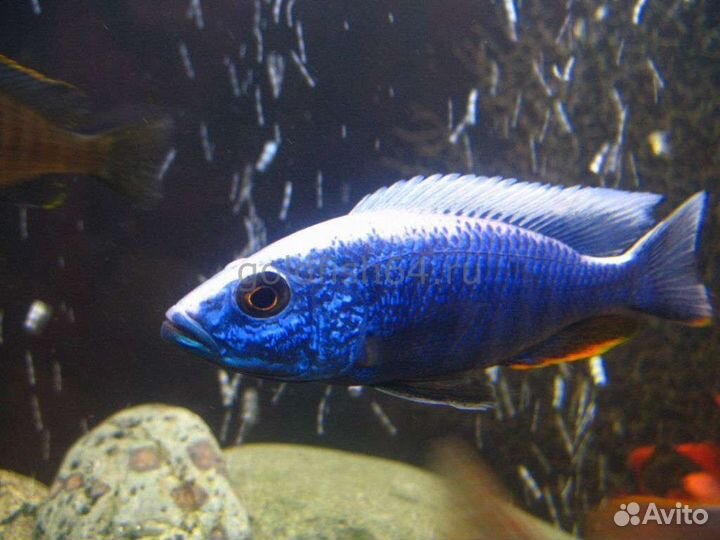Рыбки цихлиды 70р