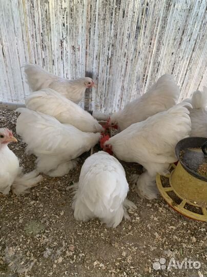 Цыплята -карликовый кохинхин 4.5мес(пара)