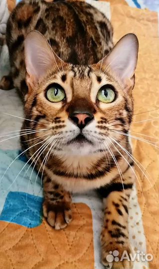 Бенгальский мальчик и девочка