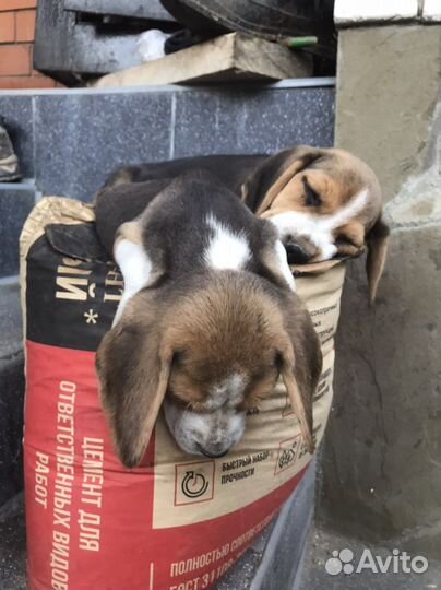 Щенки бигль