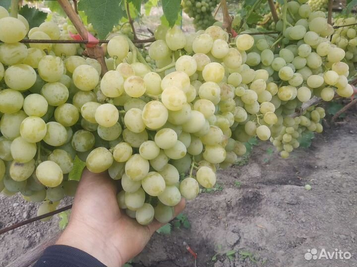 Черенки и саженцы винограда