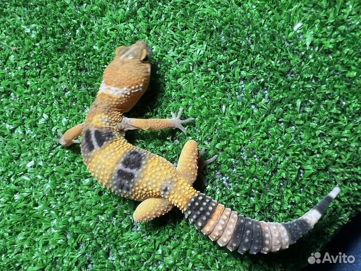 Эублефар (геккон) ящерица