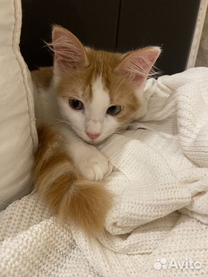 Рыжий котенок