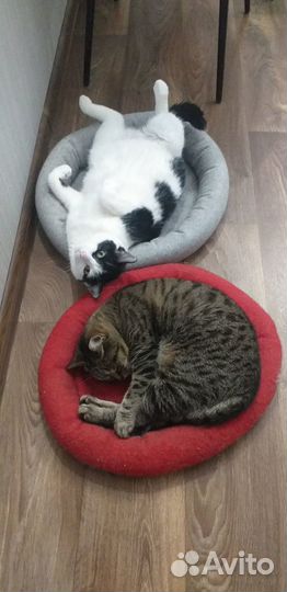 Лежанка для кошек/собачек не больших