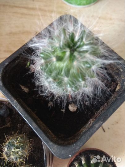 Цветы комнатные