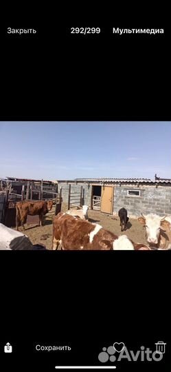 Продажа дойных коров