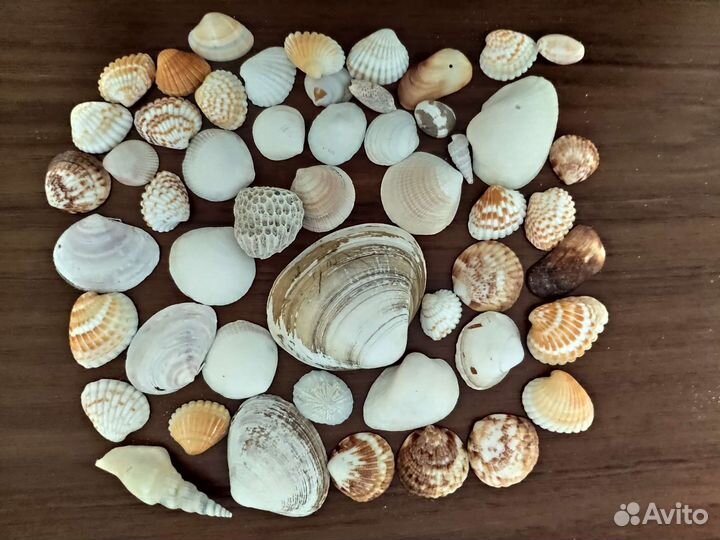 Морские ракушки