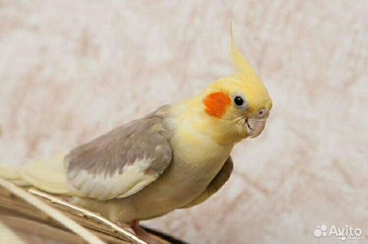 Попугай корелла птенец