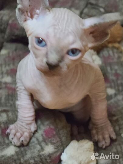 Канадский сфинкс