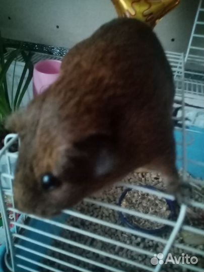 Морская свинка мальчик