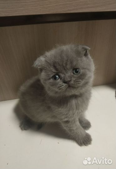 Шотландские котята