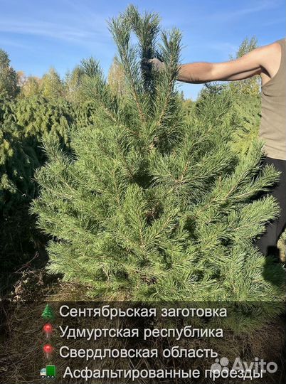 Сосна сентябрьская рождественская опт