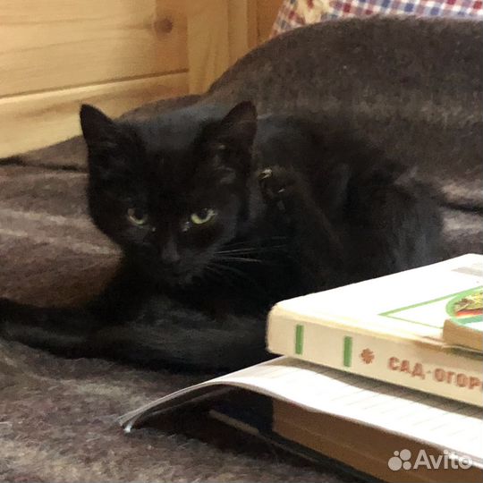 Котята в добрые руки даром бесплатно