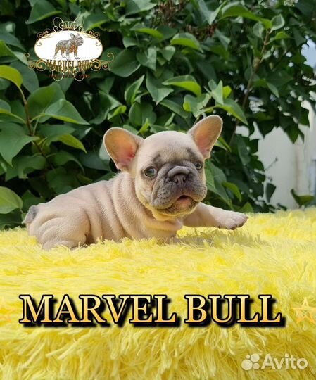 Французский бульдог