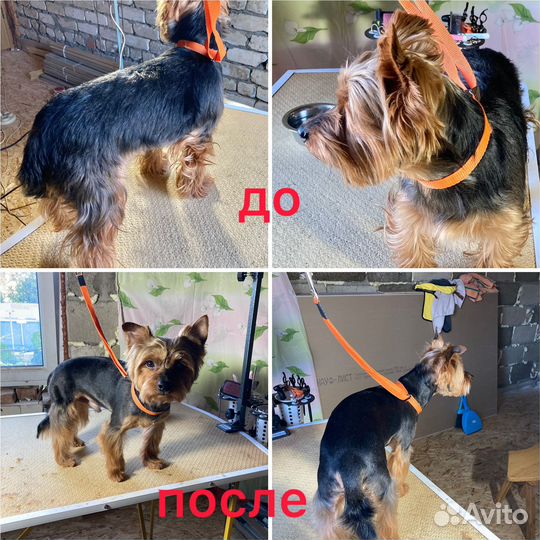 Груминг собак