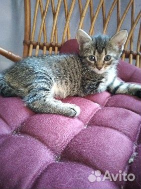 Котята в добрые руки даром бесплатно