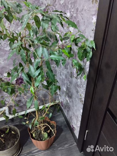 Фикус бенджамина большой