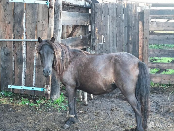 Продаются лошади