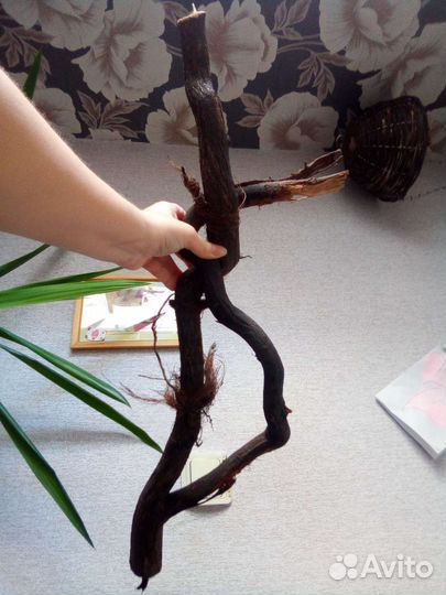 Геккон эублефар