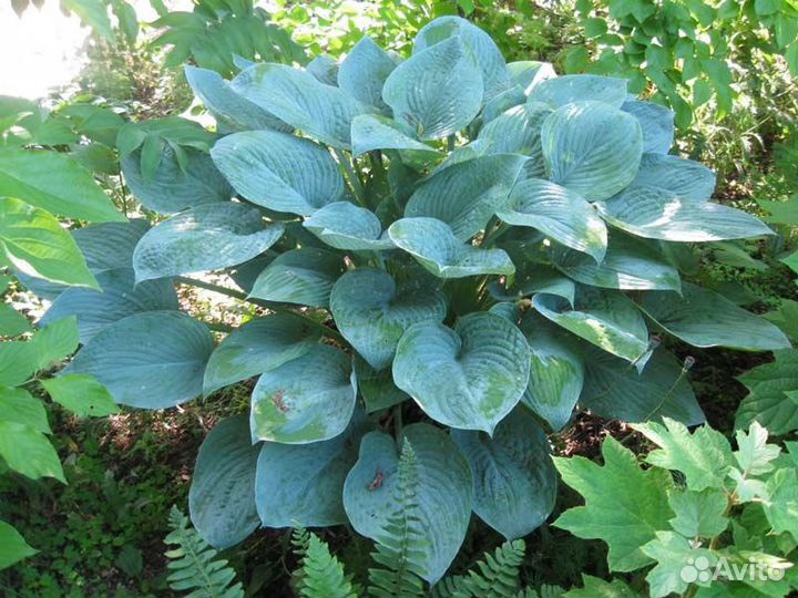 Саженцы хосты