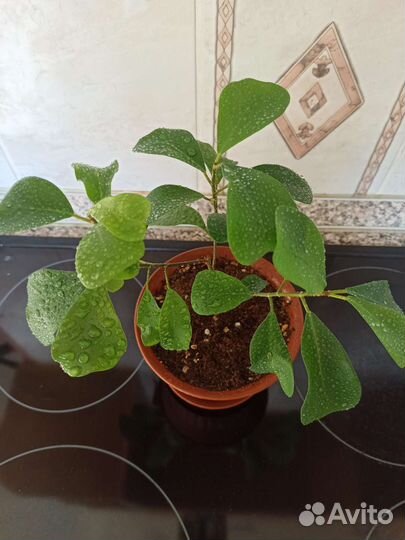 Фикус Триангулярис