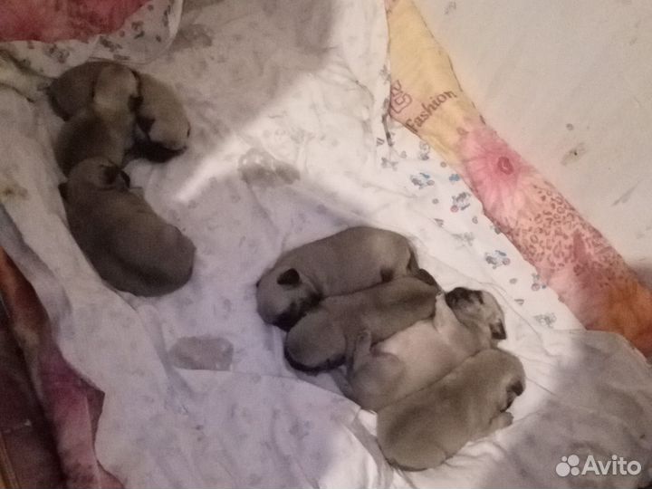 Щенки мопса