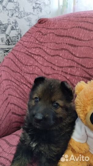 Щенок 2 мес