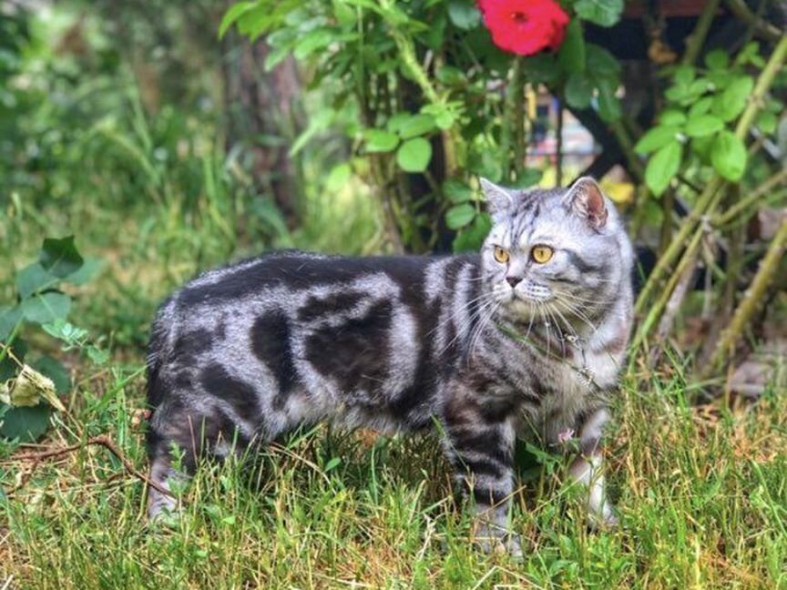 Шотландский кот на вязку