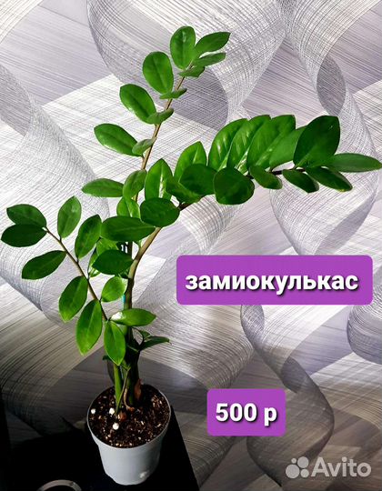 Комнатные растения