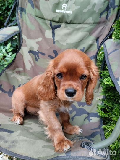 Кавалер кинг чарльз спаниель