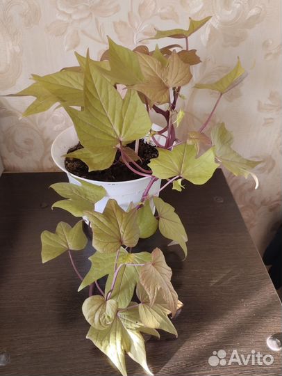 Комнатные цветы