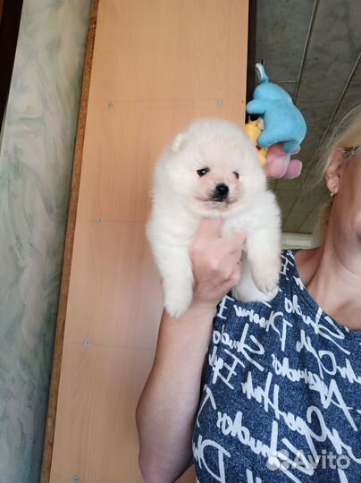 Девочка померанского шпица