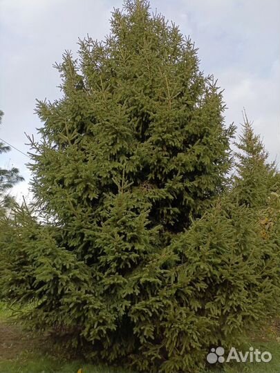 Ель обыкновенная, очень пышная