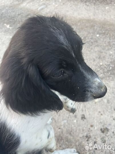 Прекрассные щенки