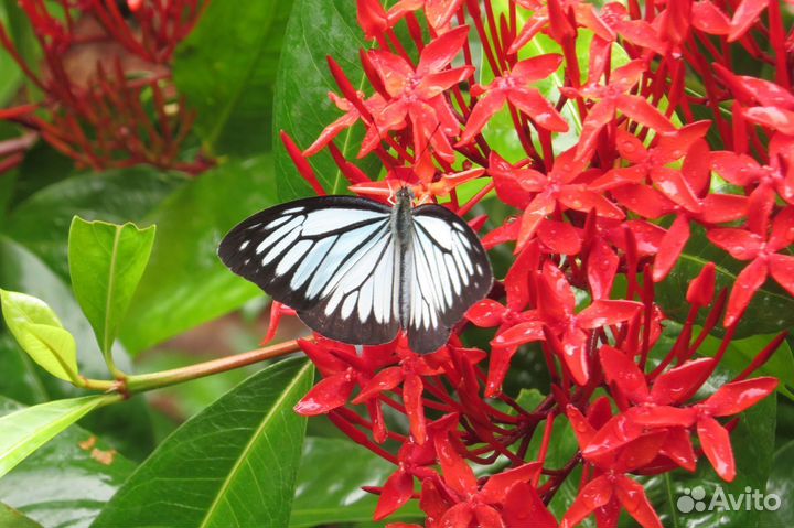 Тропические Бабочки т/б-9