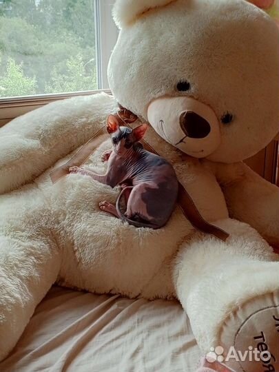 Донской сфинкс котенок