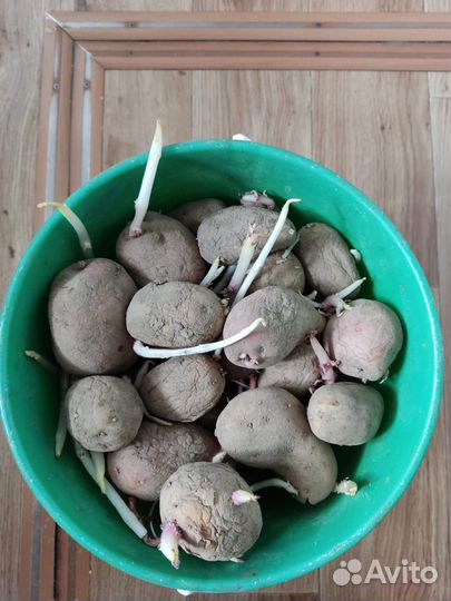 Картофель семенной