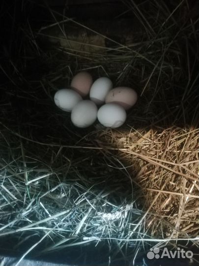 Инкубационное яйцо от кур яичного направления