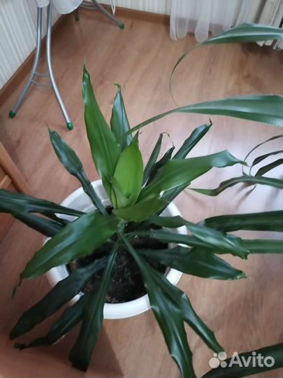 Пальма юкка