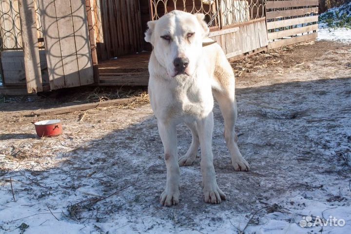 Собаки бесплатно алабай