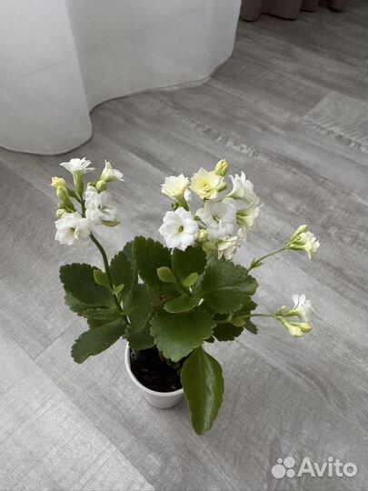 Каланхоэ белое