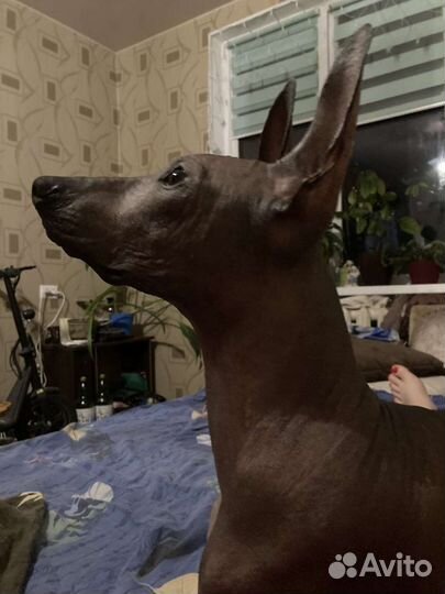 Мексиканская голая, Ксоло, Ксолоитцкуинтли