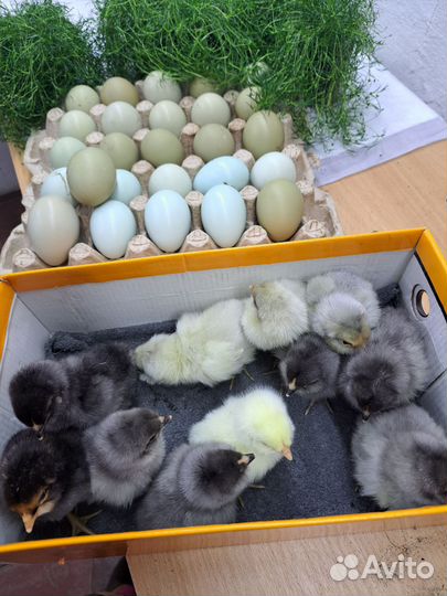 Амераукана