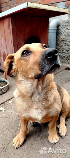 Собачка в семью