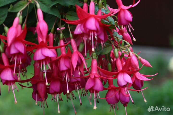 Сортовые фуксии