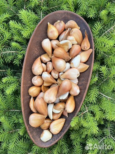 Пурпл Скай пионовидный тюльпан. Луковица