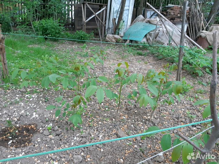 Саженцы грецкого ореха