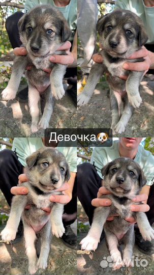 Кутята в добрые руки