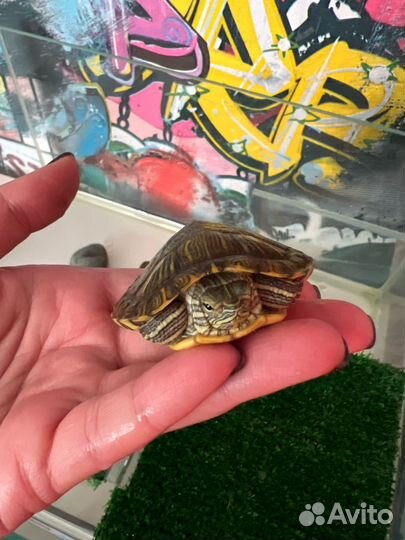 Черепашка с приданным