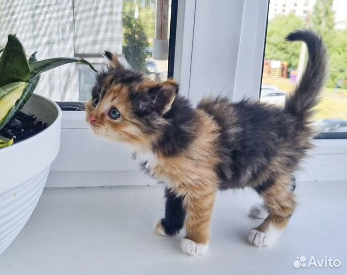 Мэрси - пушистая котенок-девочка, трехцветка в дар